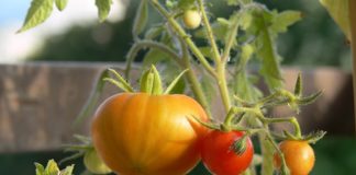 Orto biologico 1149 0 Orto biologico